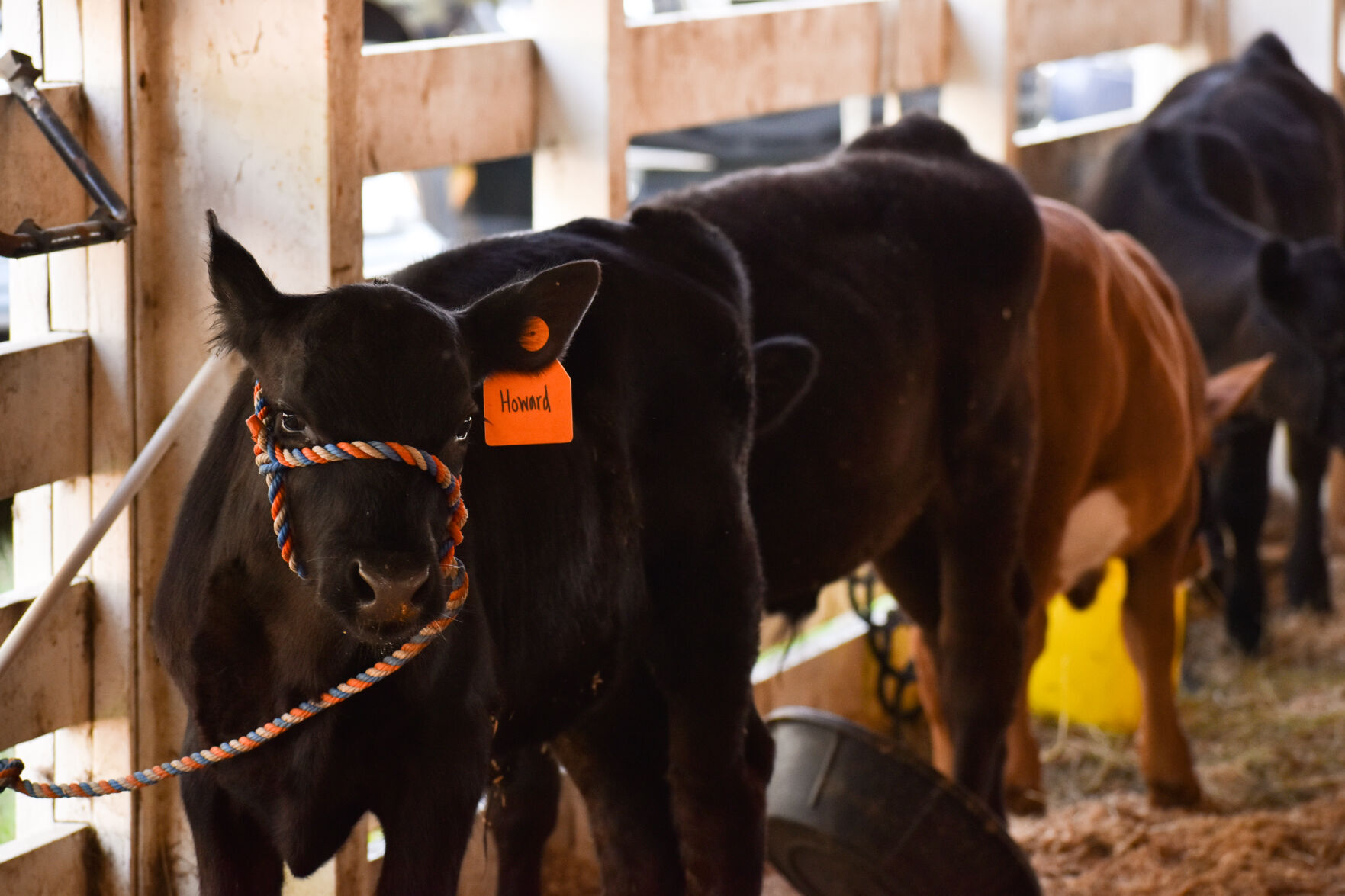 North Iowa Fair 8
